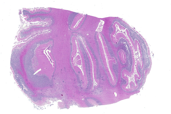 toxoplasmosis dogs toxoplasmosis diagnosis in dogs toxoplasmosis dogs toxoplasmosis diagnosis in dogs