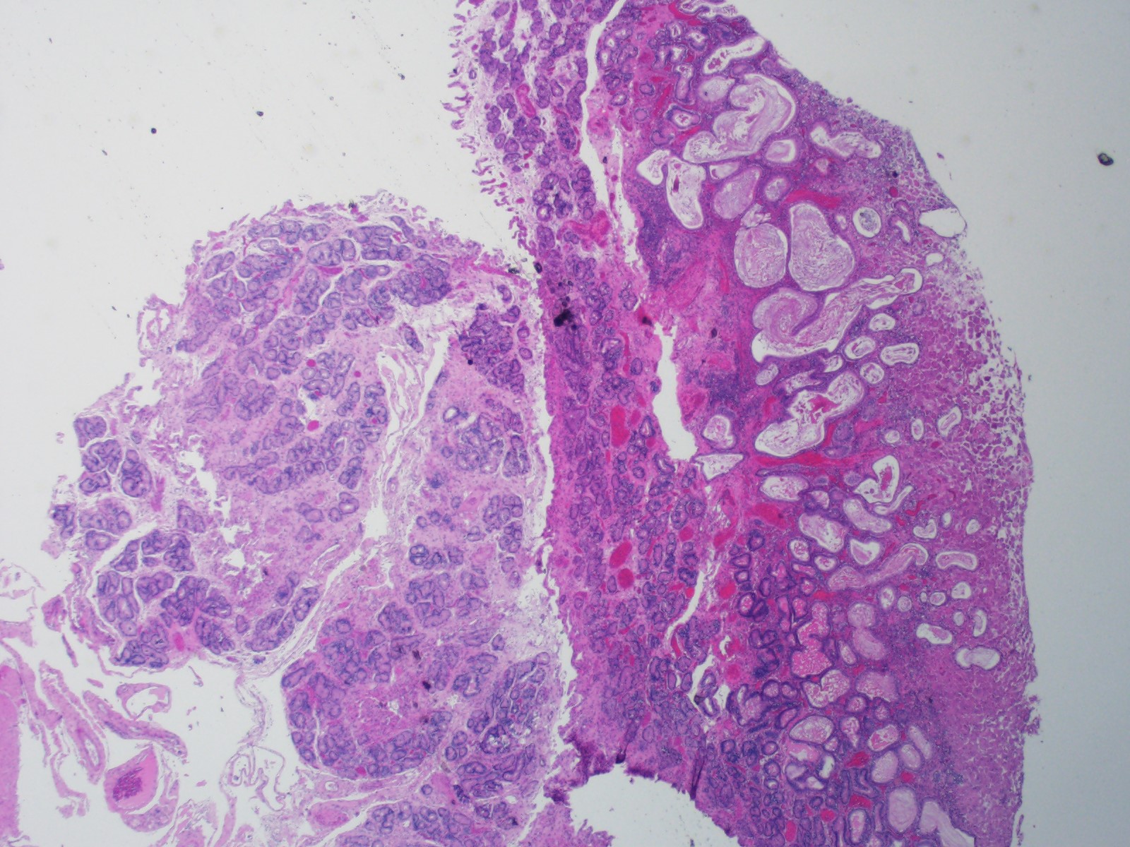 ReadOnly Case Details