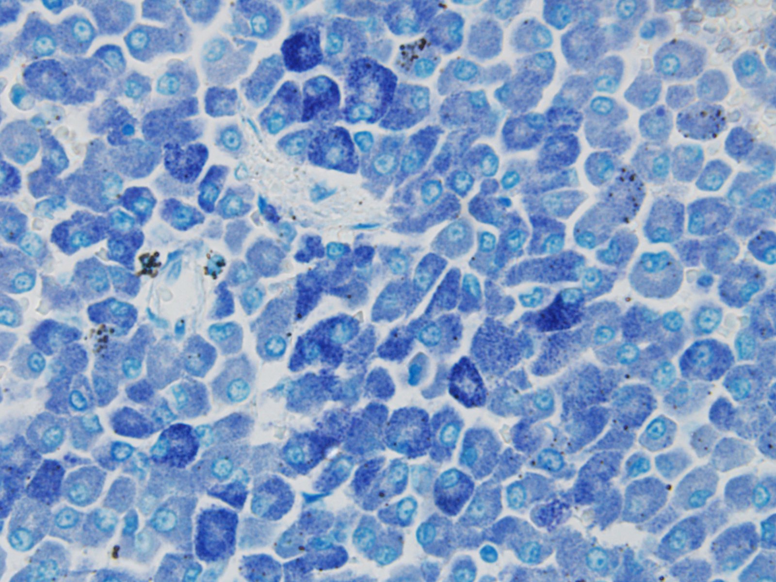 mast cell tumor cat spleen