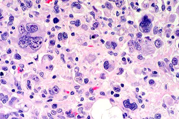 動物病理学各論 = Systemic animal pathology ErbkYFN9mDOUFvS0jjFm1732859230.jpg